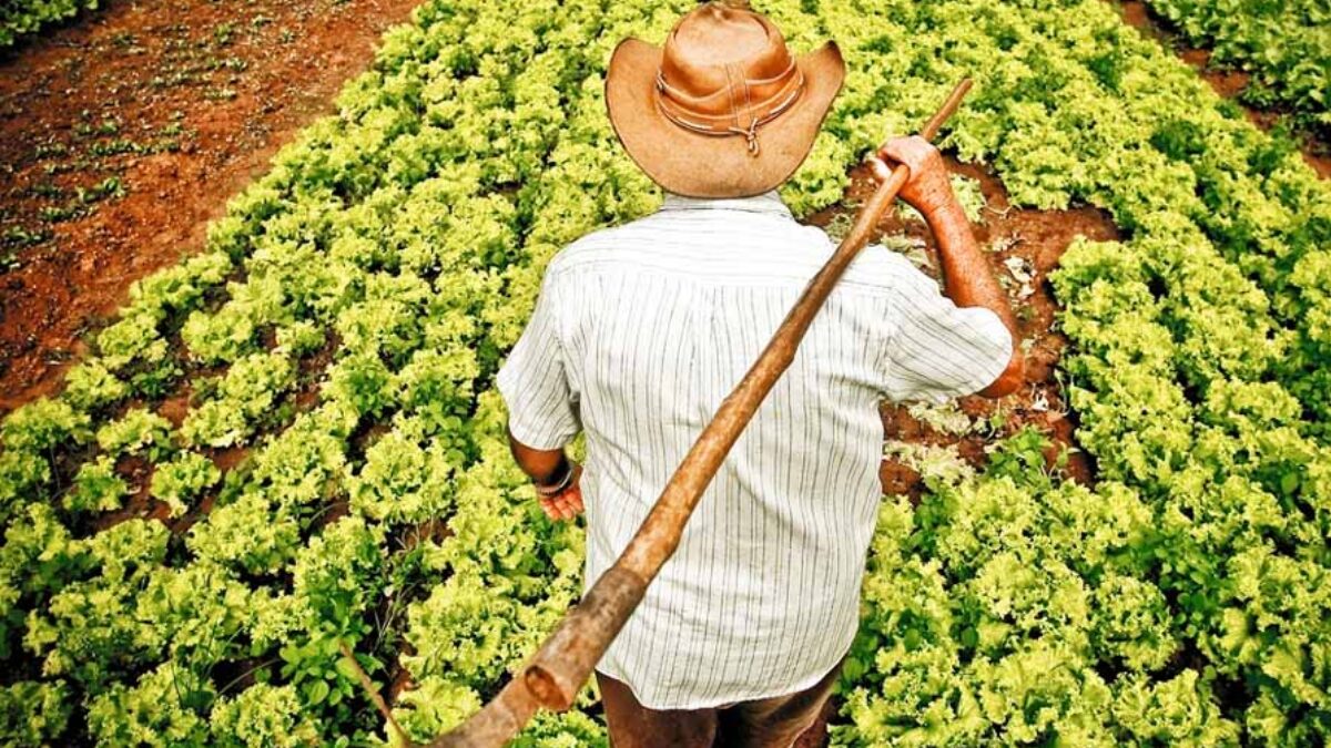 Chapéu ou Capacete? Entenda a Polêmica e o que a NR-31 Realmente Exige no Campo
